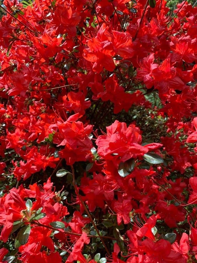 Rhododendron