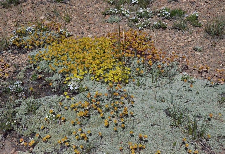 Eriogonum caespitosum 6