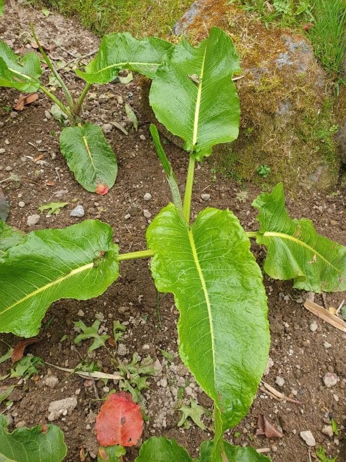 Acetosa 3