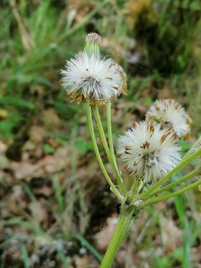 Tephroseris helenitis 2