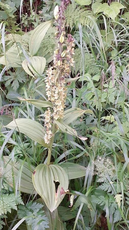 Vedegambre blanco 30