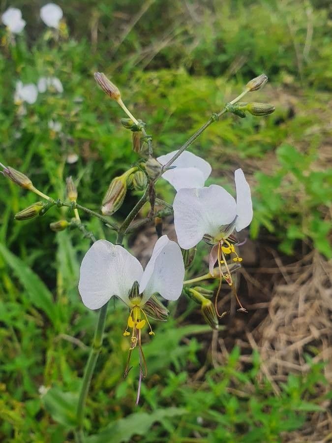 Aneilema 5