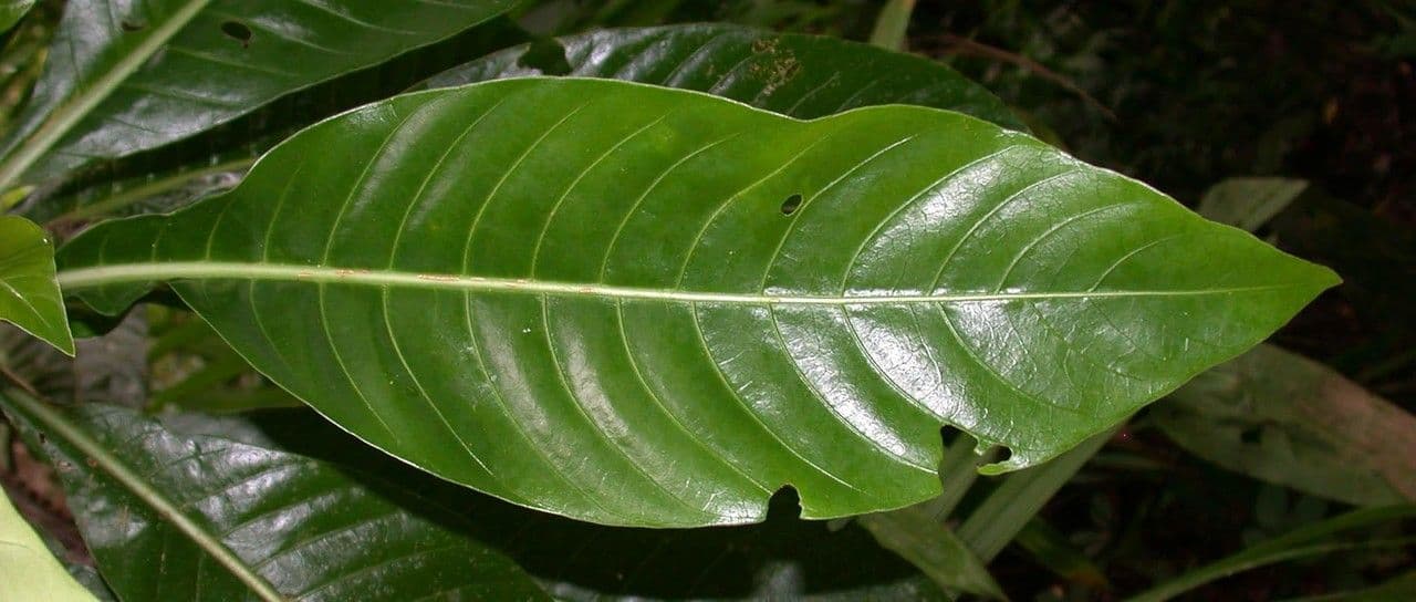 Große Psychotria 18