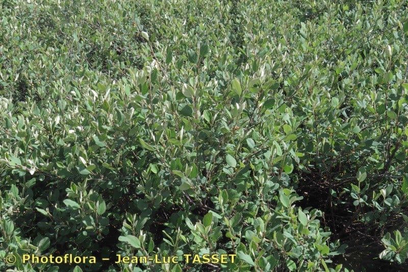 Cotoneaster 5