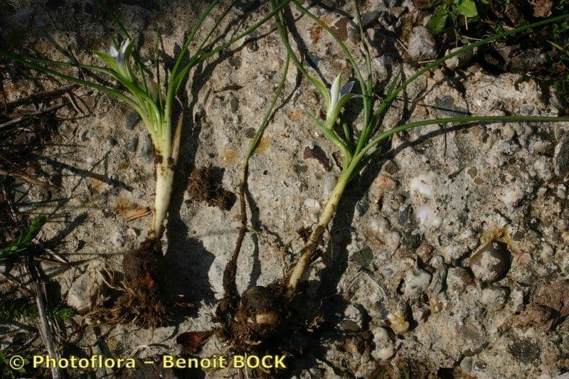 Romulea 19