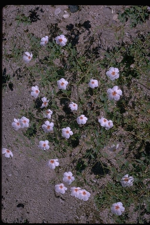 Papavero dell'Arizona 11