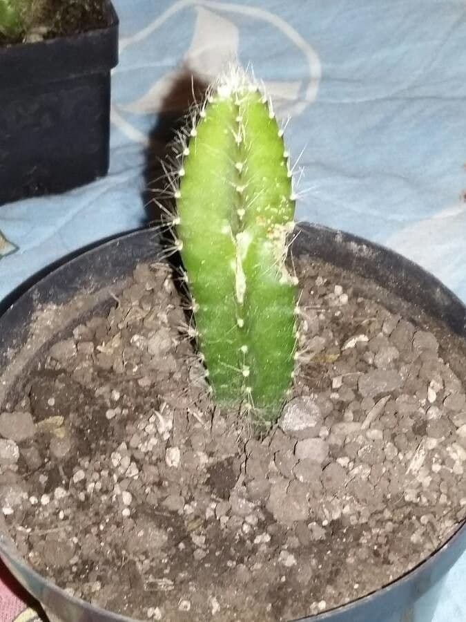 Cactus 20