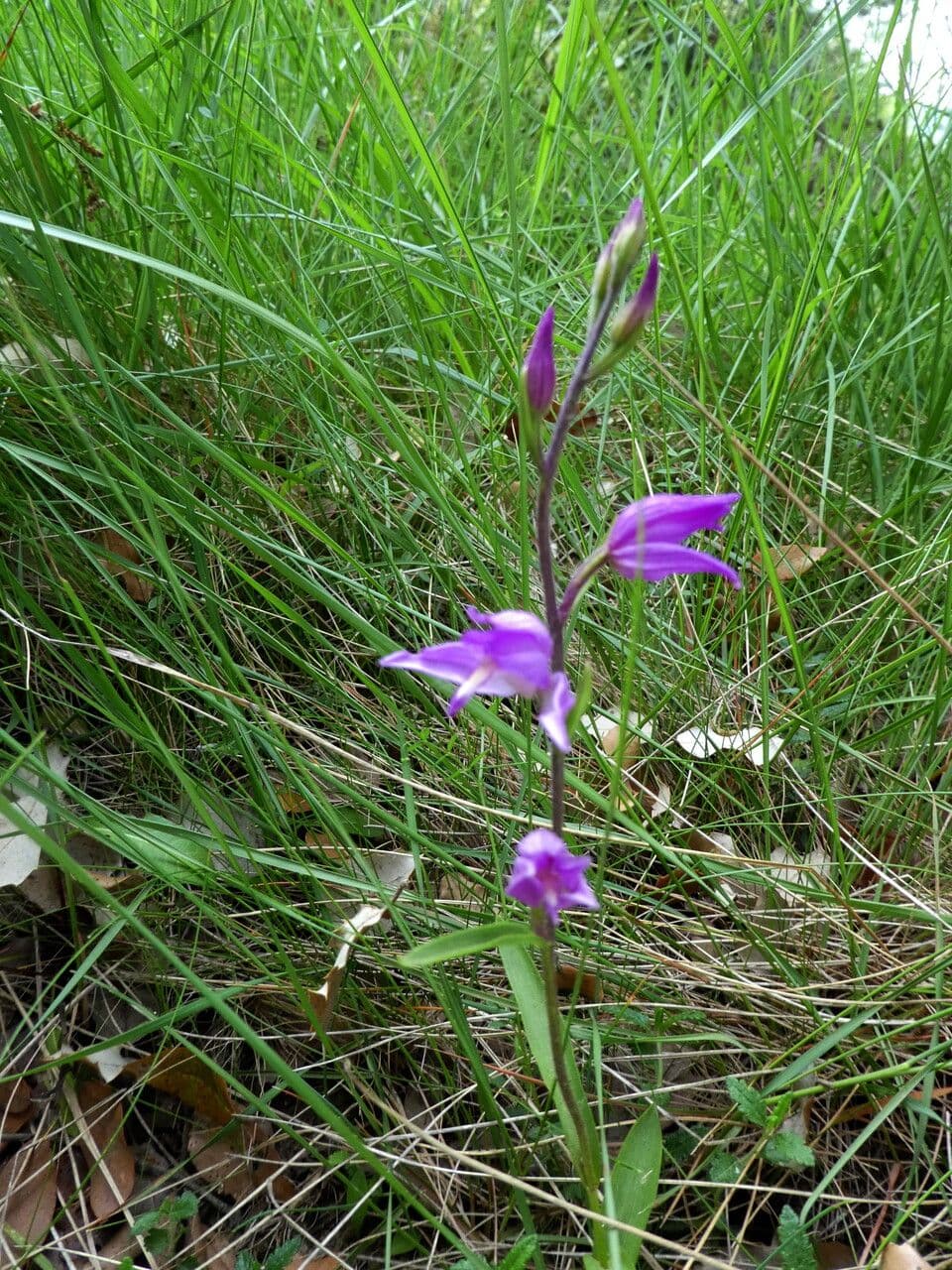 Cefalantera roja 14