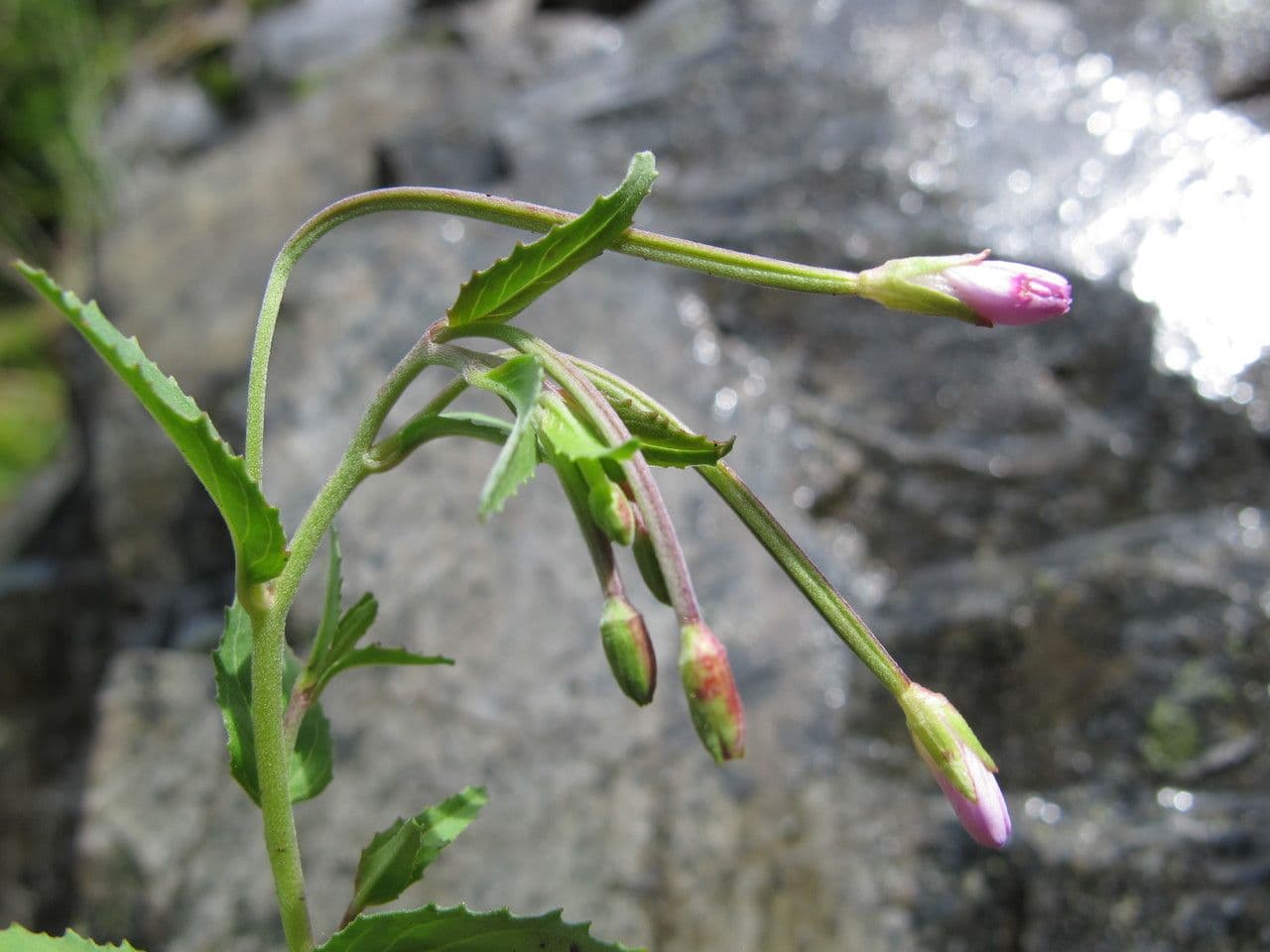 Hügel-Weiderich 26