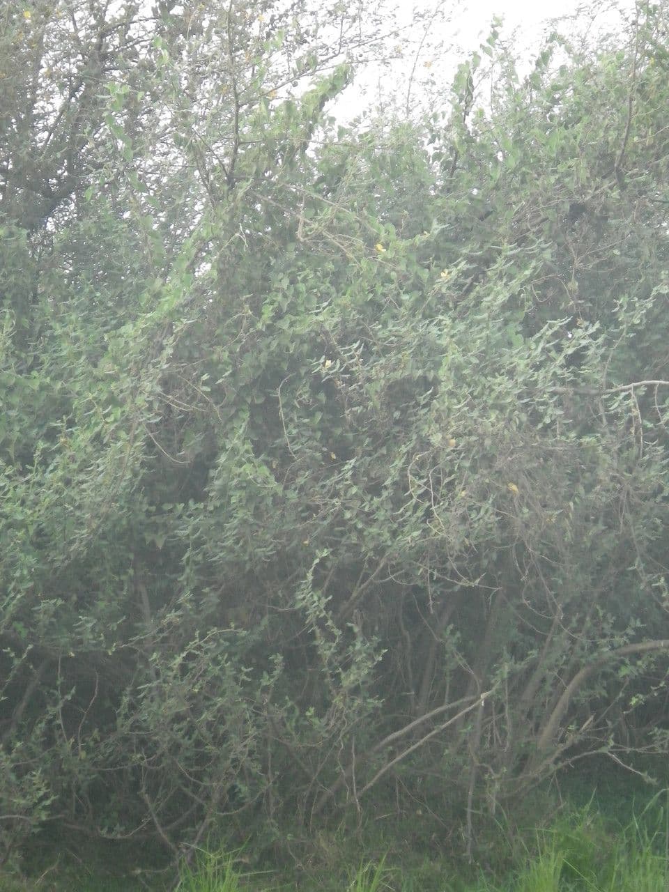 Aeschynomene 8