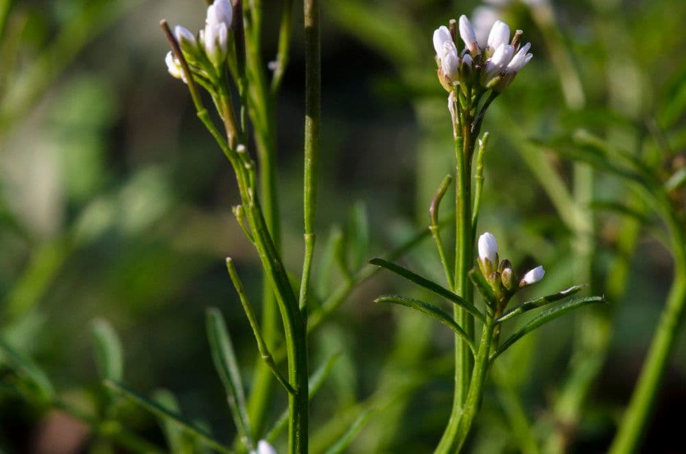 Billeri impatiens 26