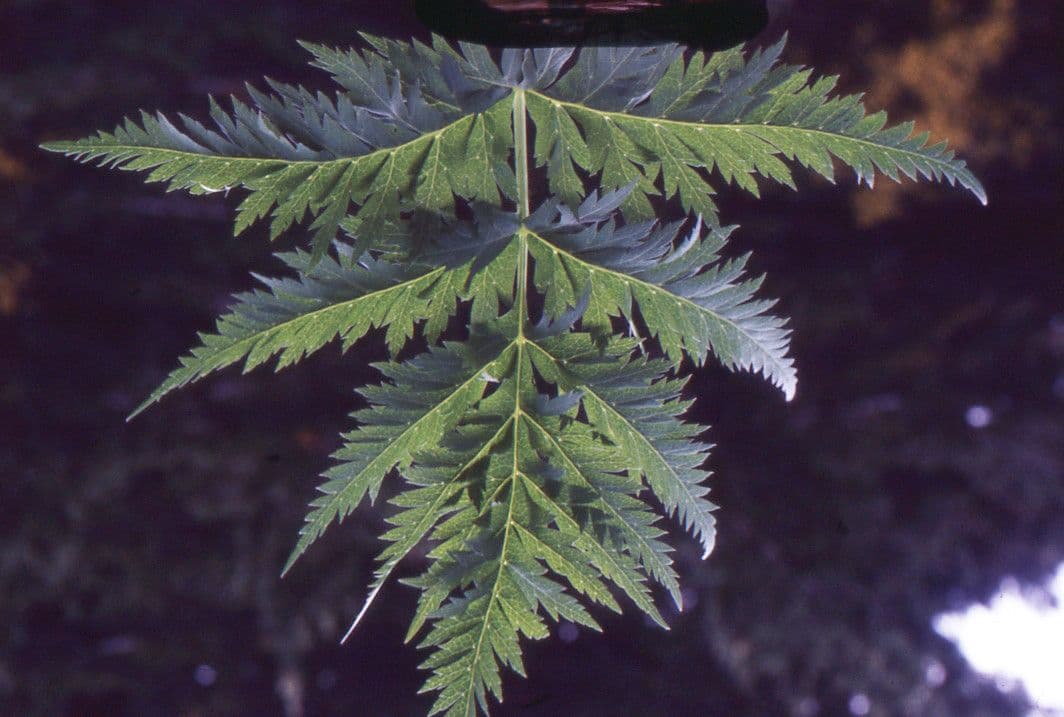 Molopospermum 18