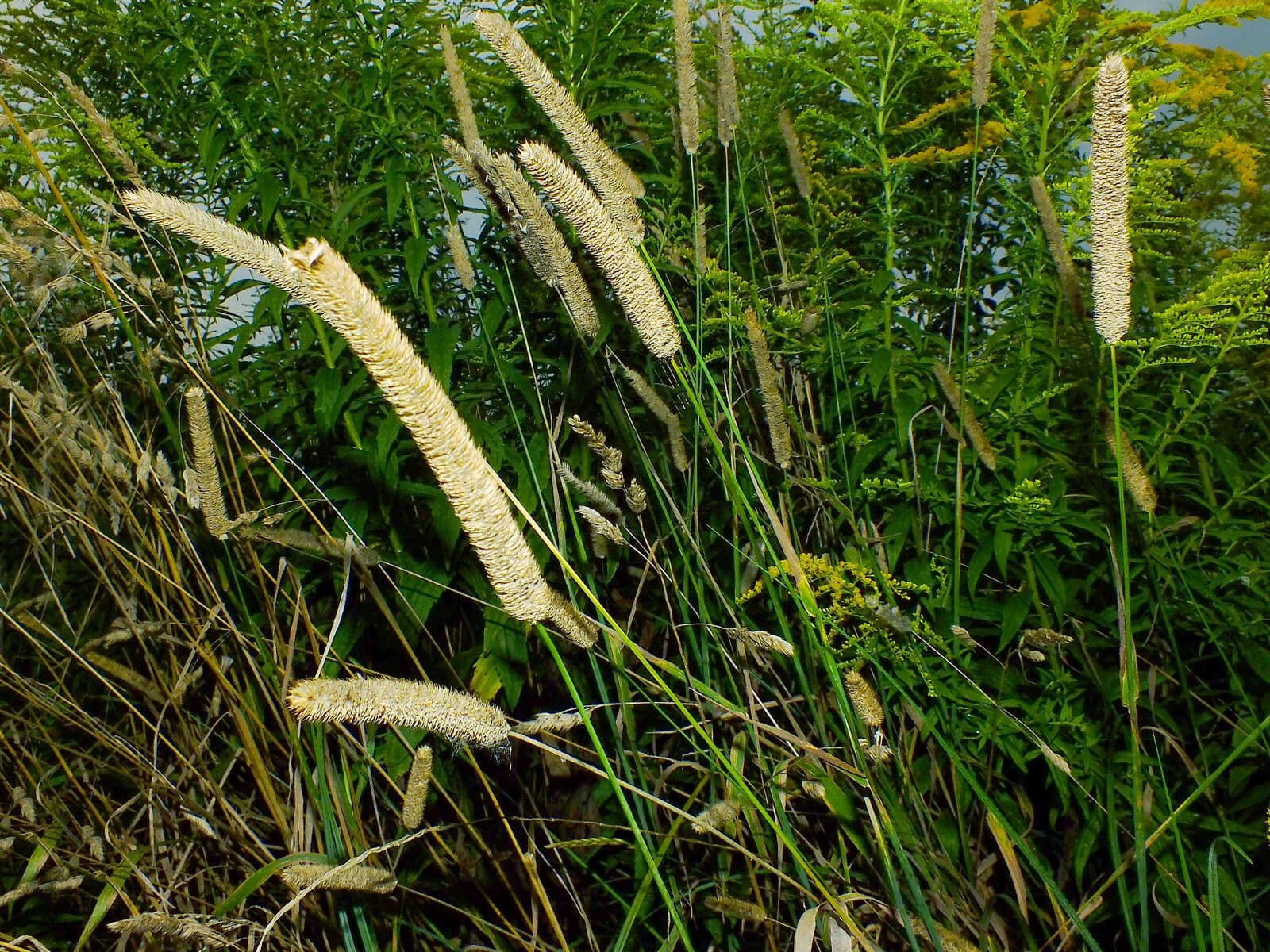 Codolina 4