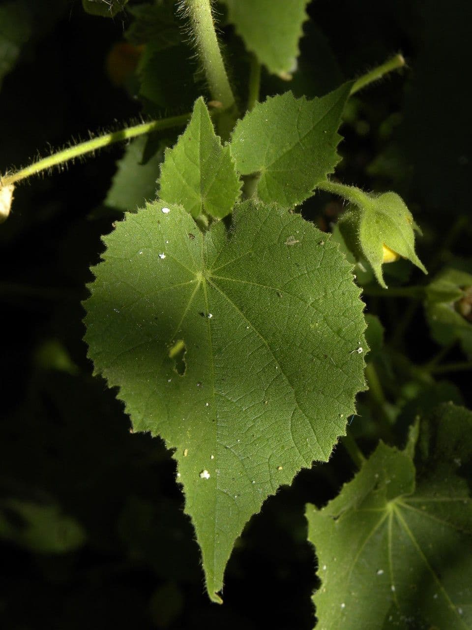Abutilon 15