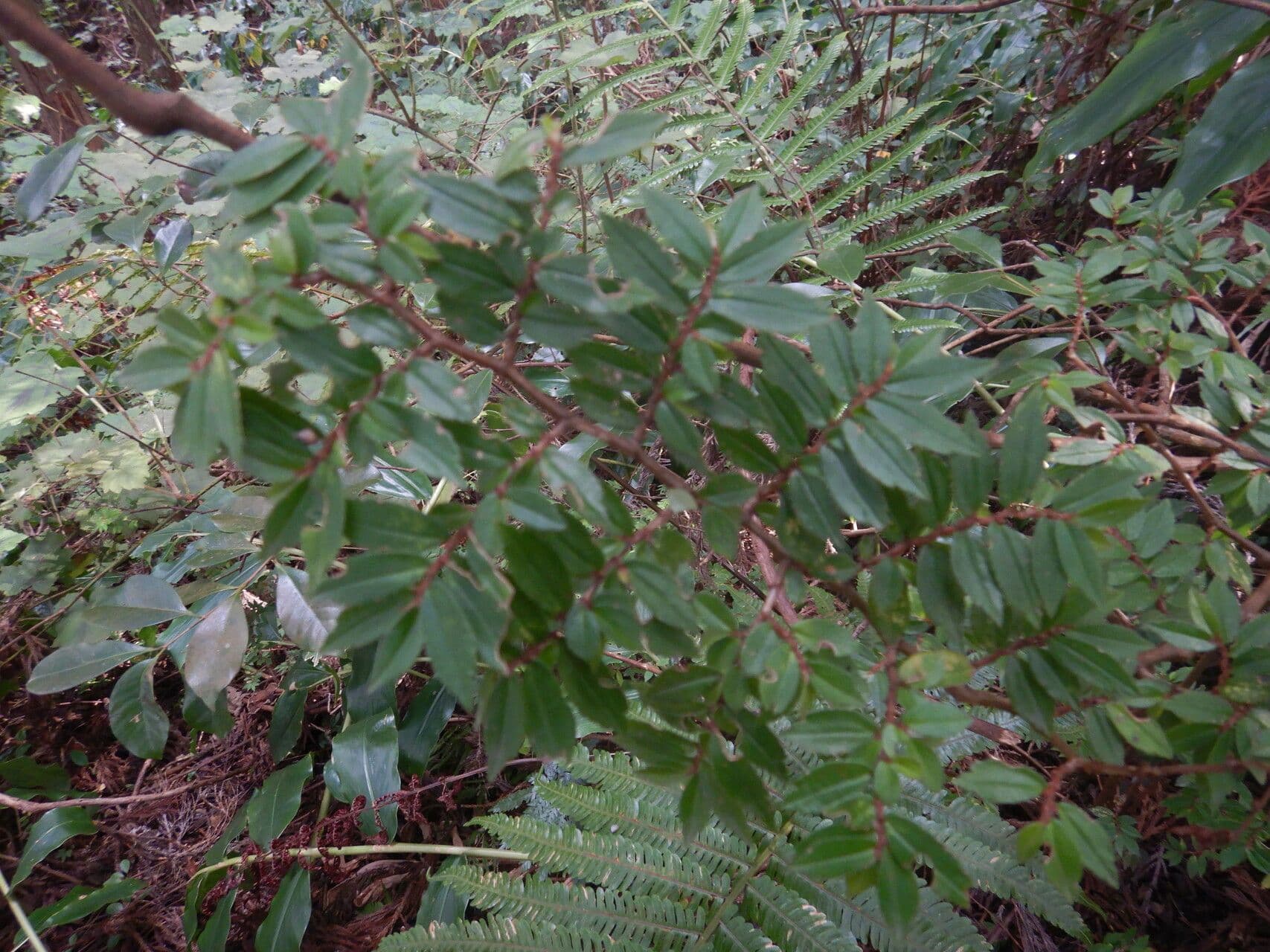 Fuchsie-Begonie 6