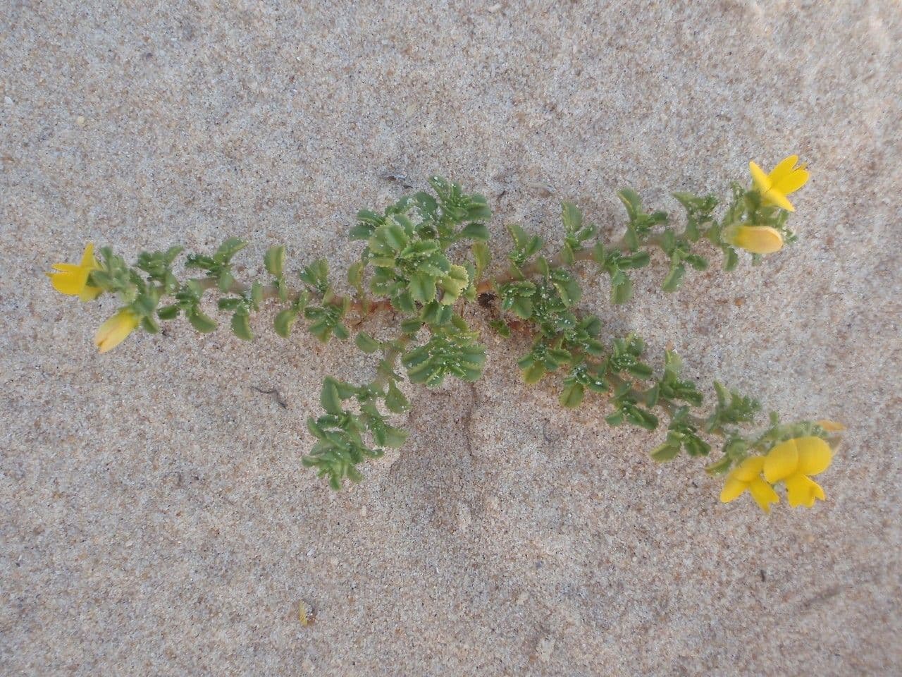 Onide variegata 14
