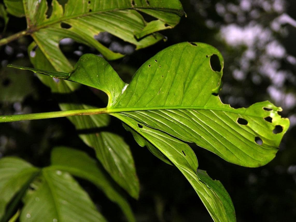 Philodendron 12