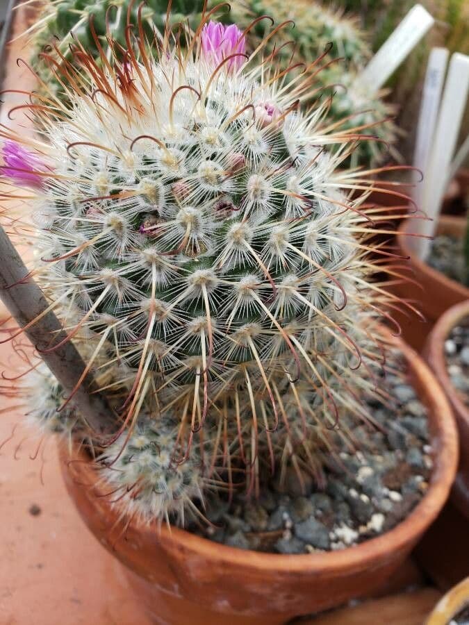 Cactus 6