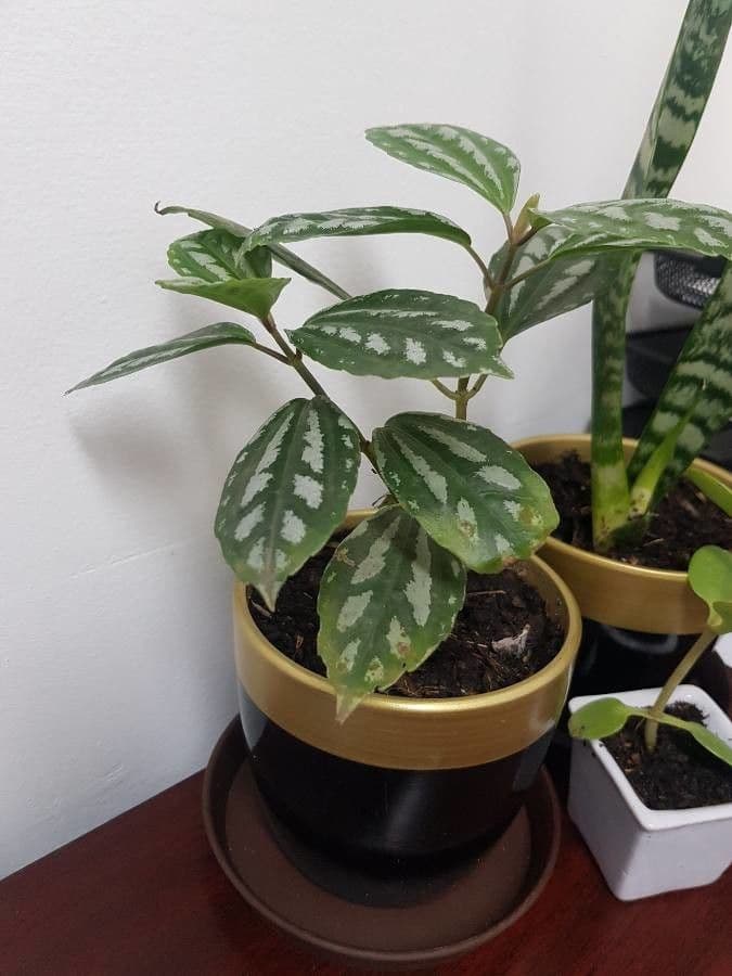 Pilea 26