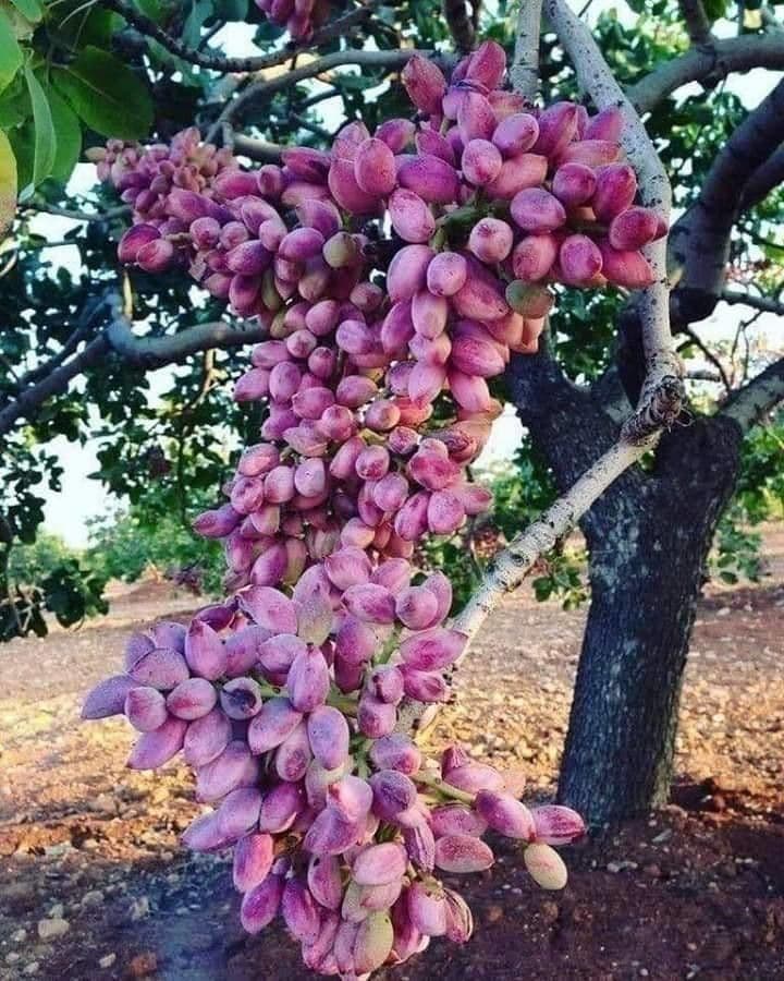 Pistacchio 10