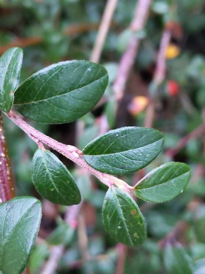 Cotoneaster 18