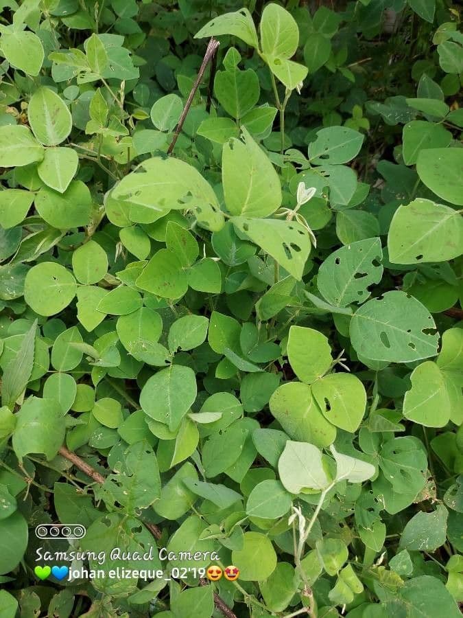 Desmodium 15