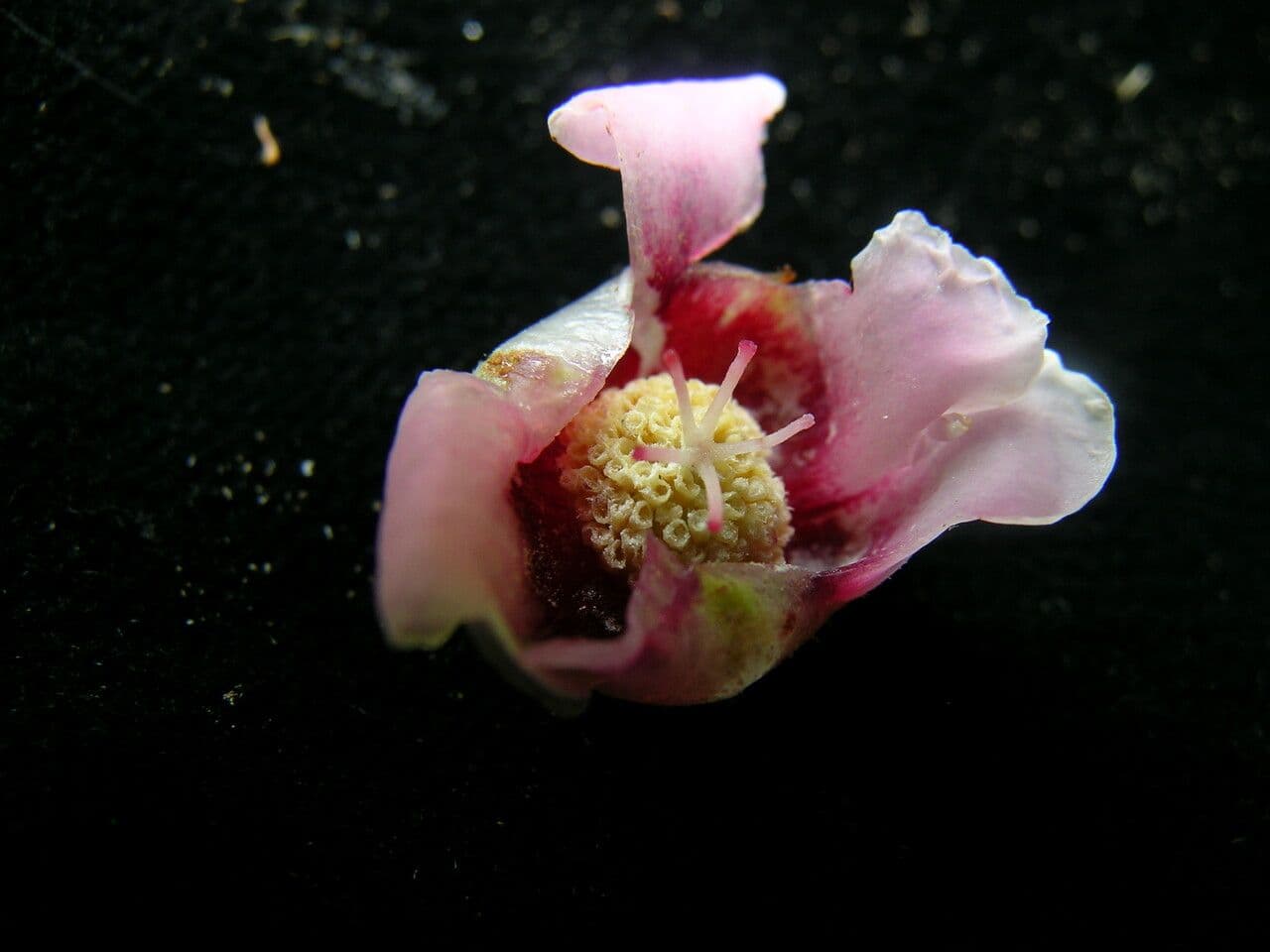 Saurauia 3