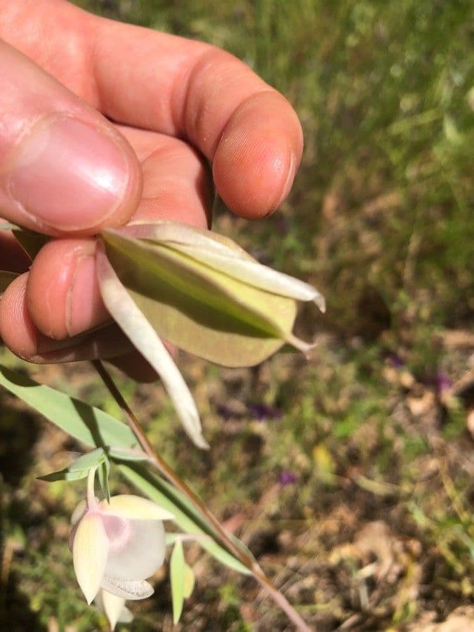 Calochortus 2