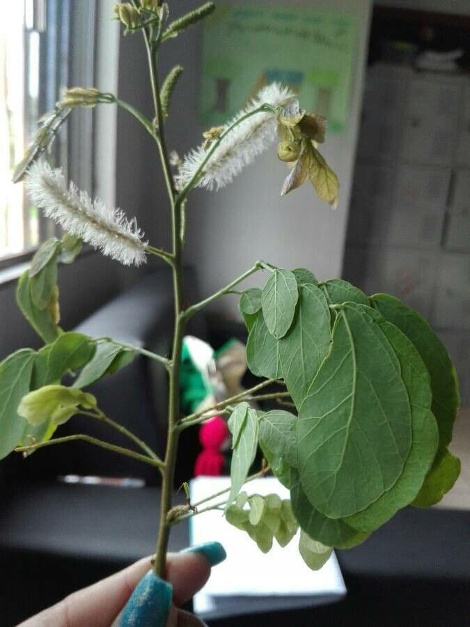 Caesalpinienblättrige Mimose 10