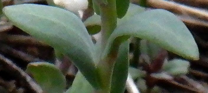 Fendlers Hellerkraut 13