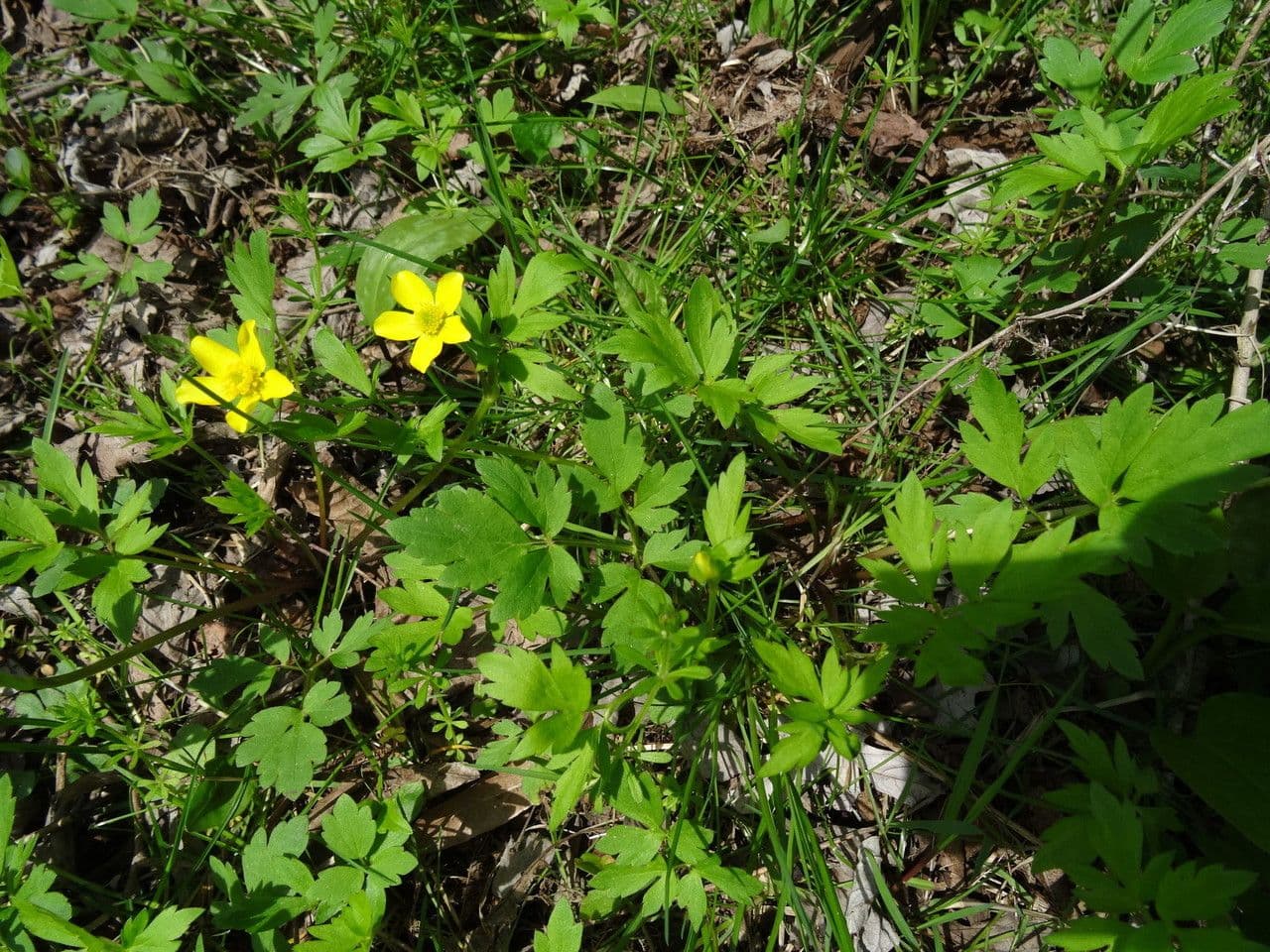 Ranunculus hispidus 6