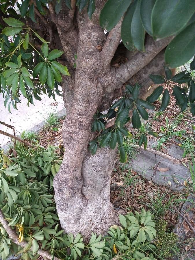 Schefflera arbicole 25