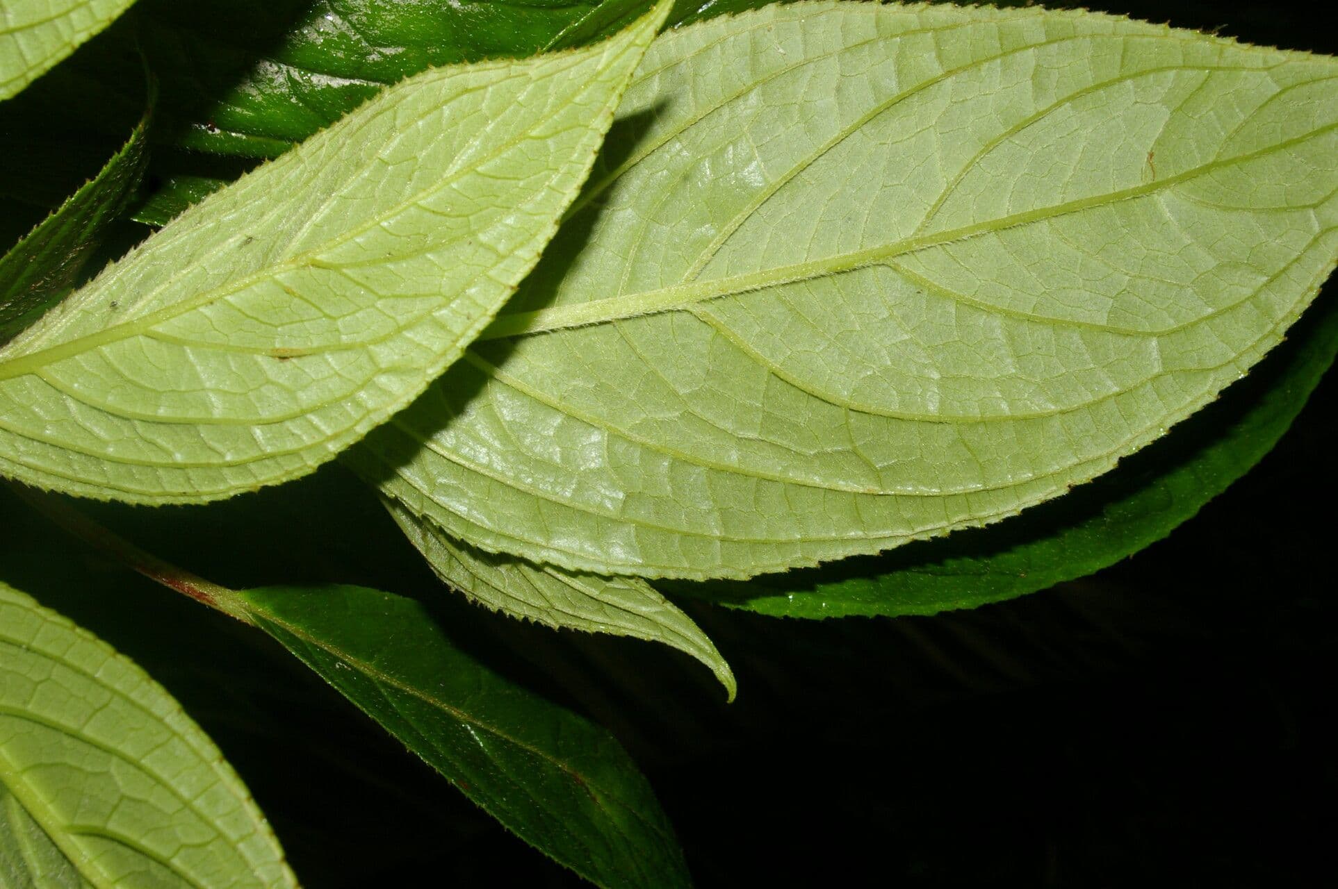 Glossoloma 5