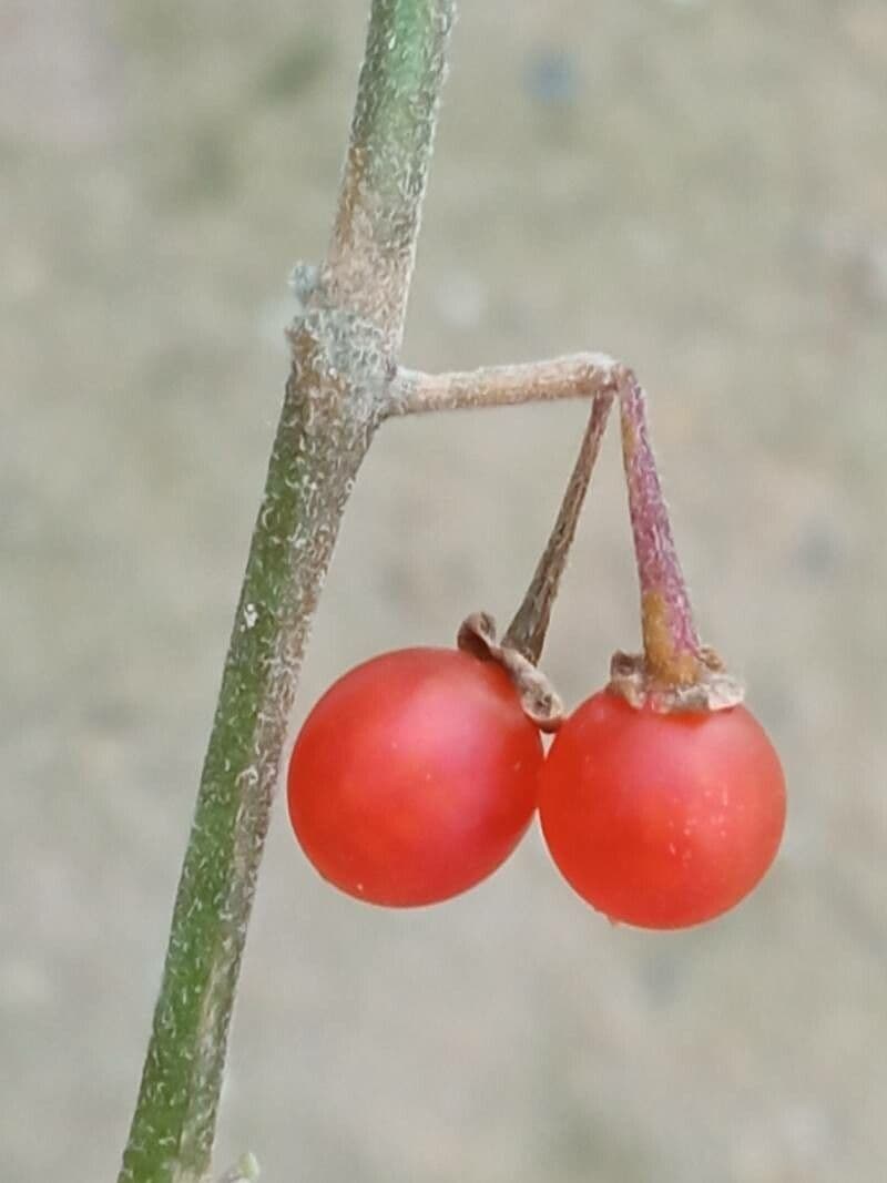 Solanum villosum 4