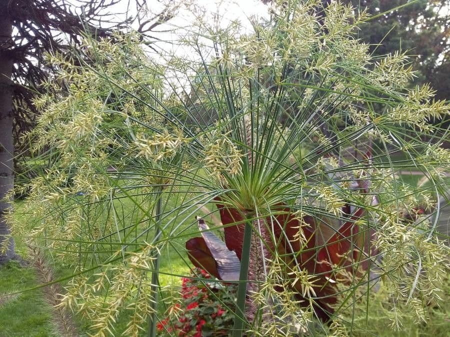 Zigolo gigante 8