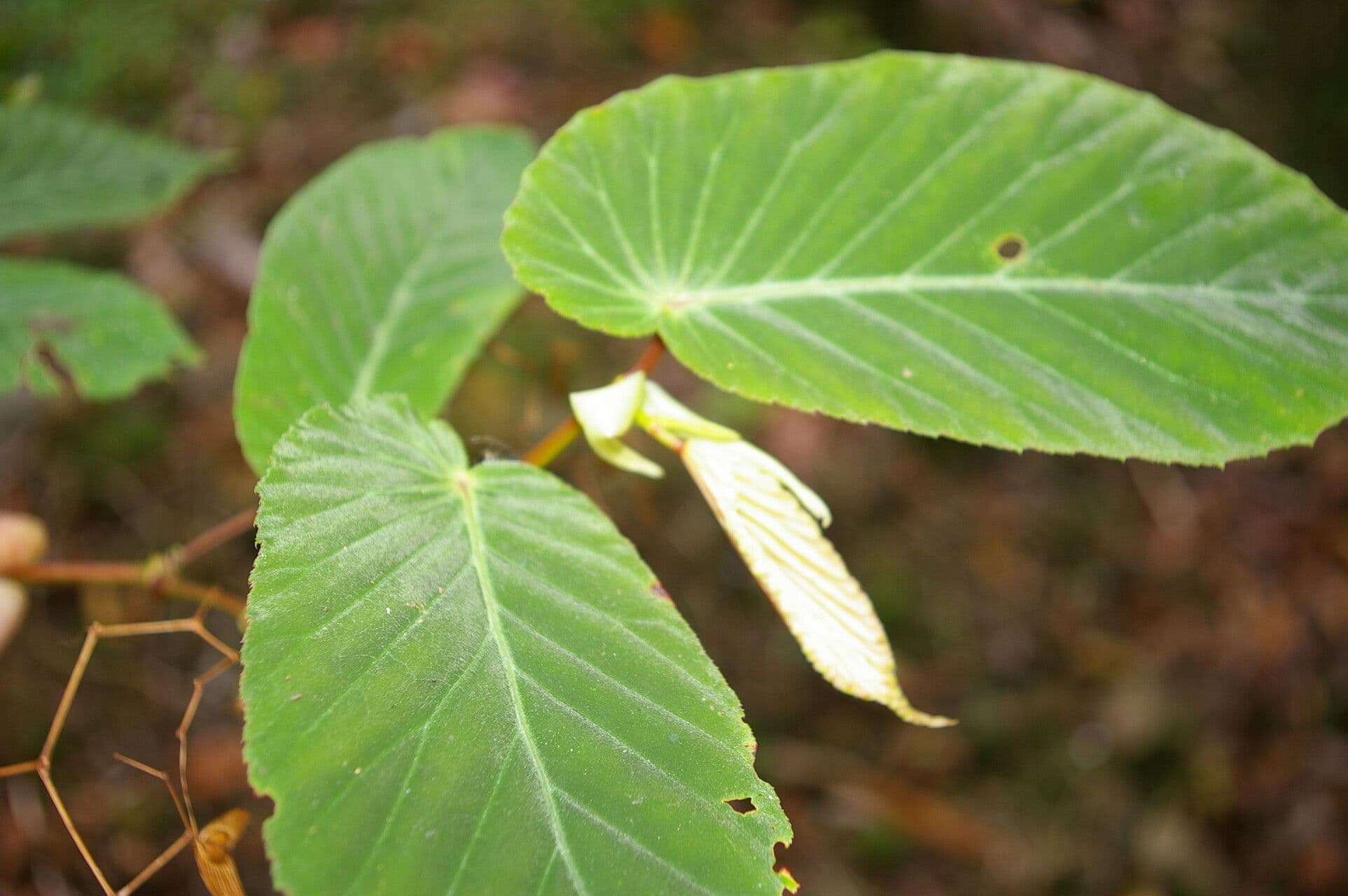 Begonia 2