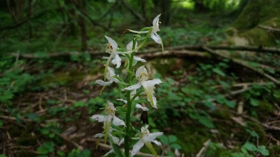 Platantera verdastra 8