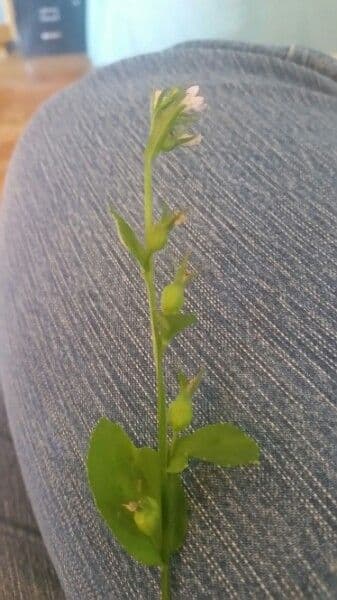 Lobelia 3