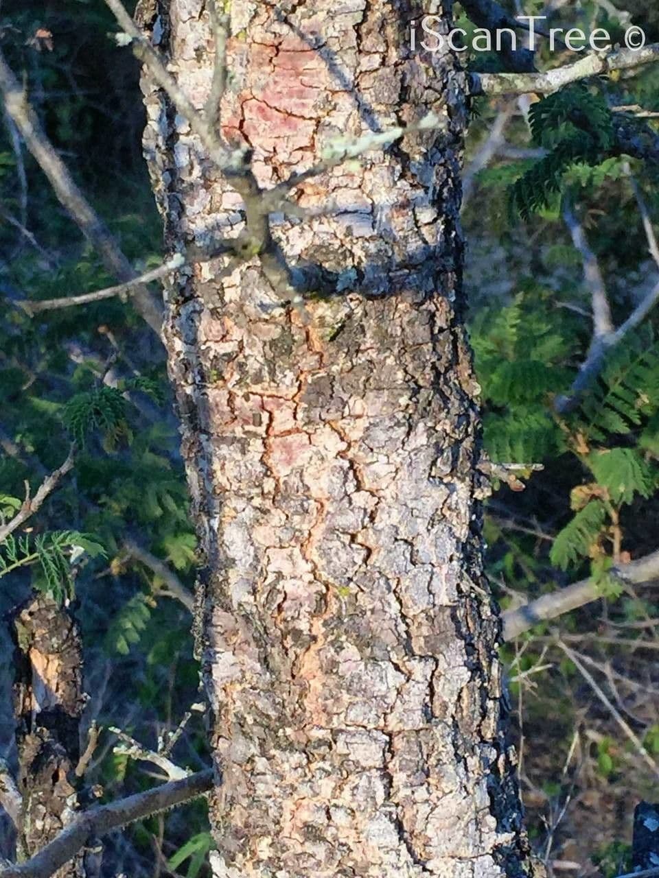 Albizia 20