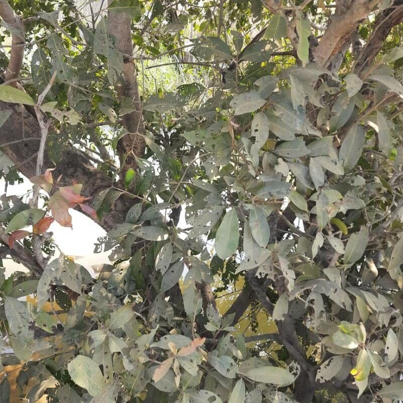 Syzygium guineense 16
