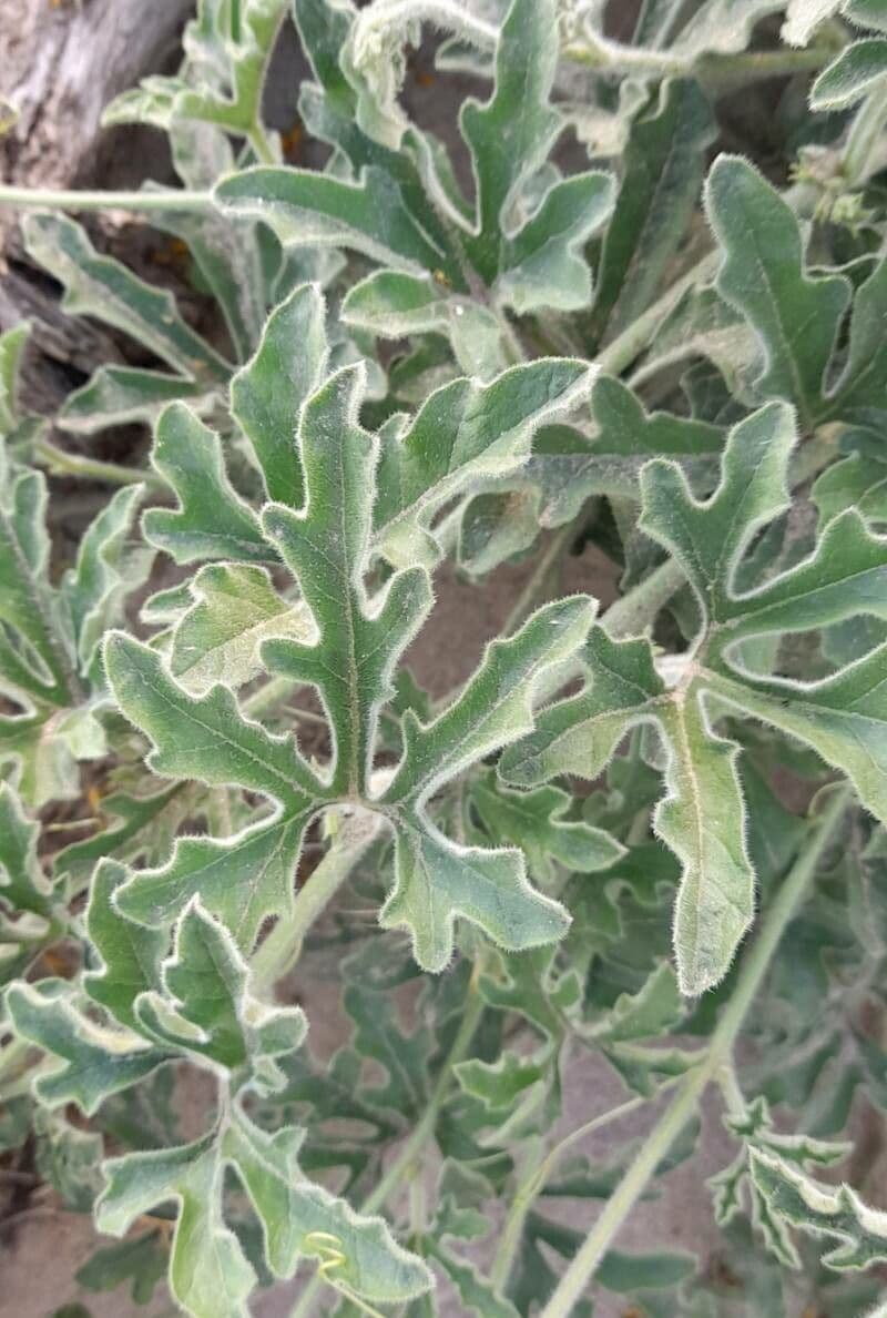 Cucurbitella 9