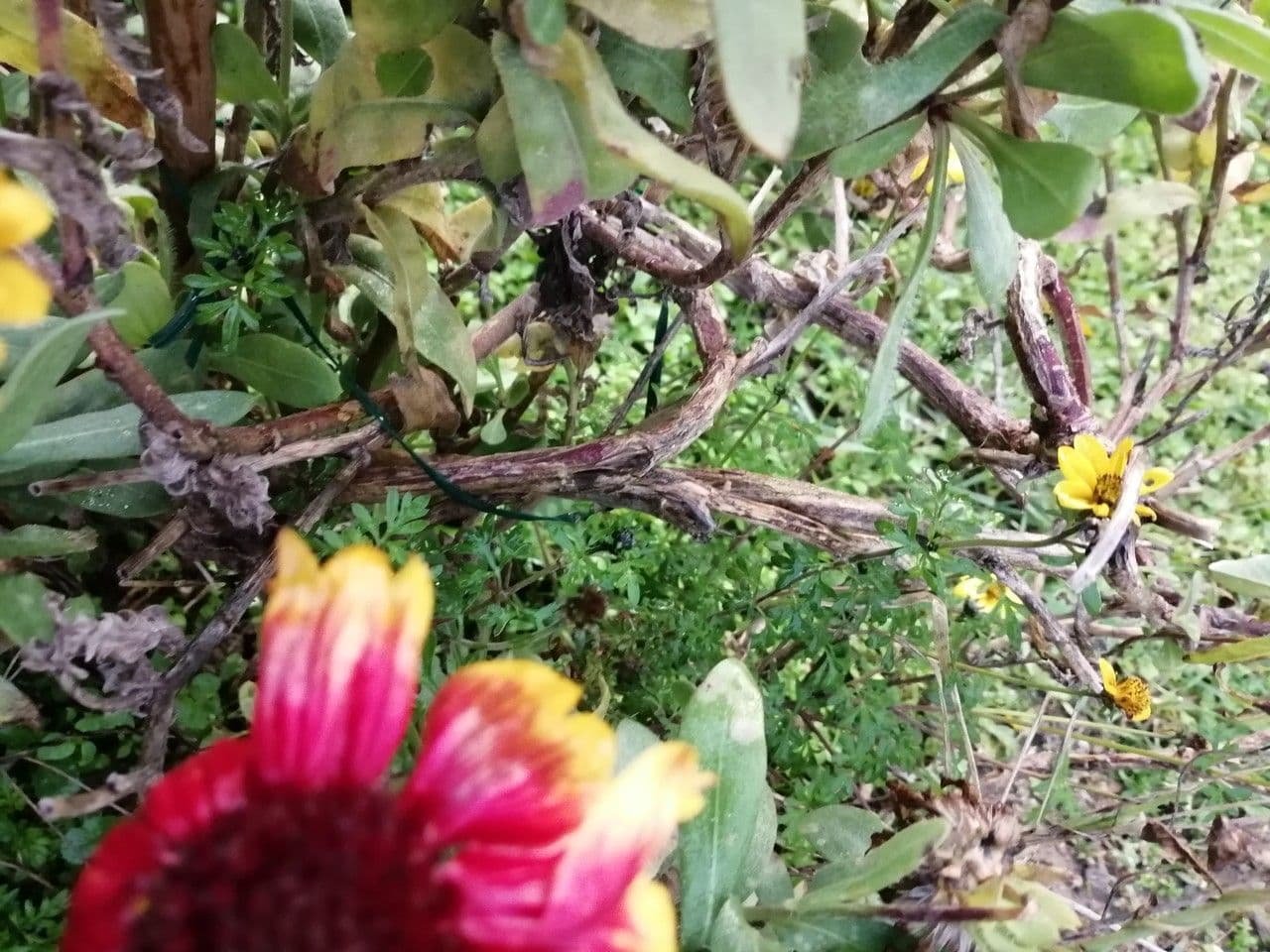 Gaillardia aristata 23