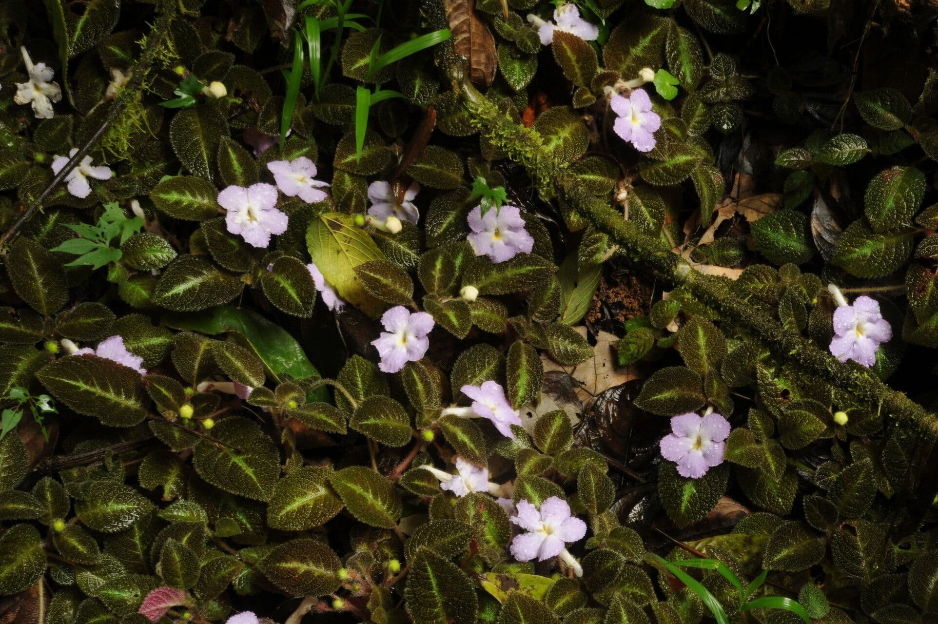 Episcia 8