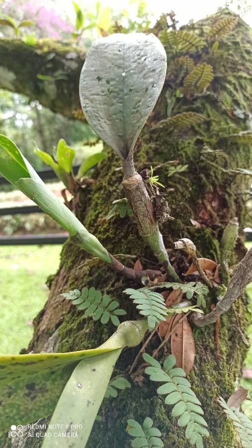 Dendrobium 12