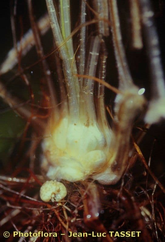 Calamaria a spore spinulose 5