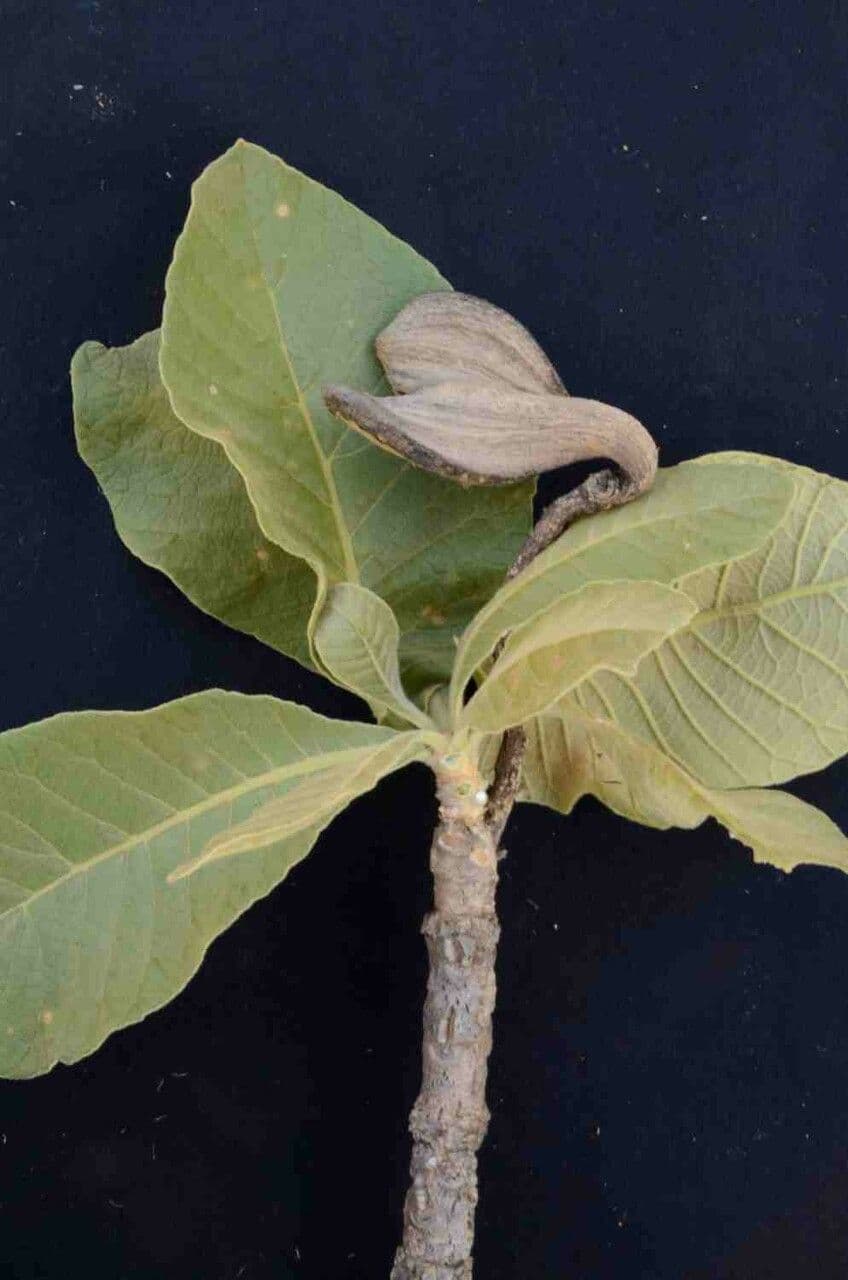 Aspidosperma tomentosum 3