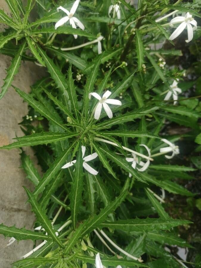 Hippobroma longiflora 7