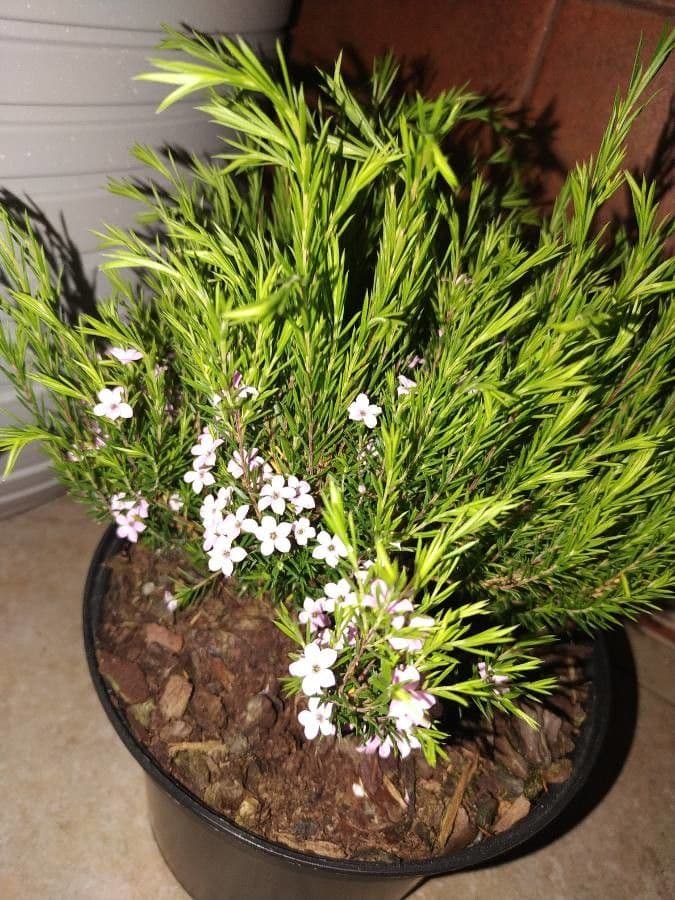 Diosma 10
