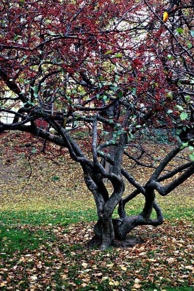 Sargent-Apfel 11