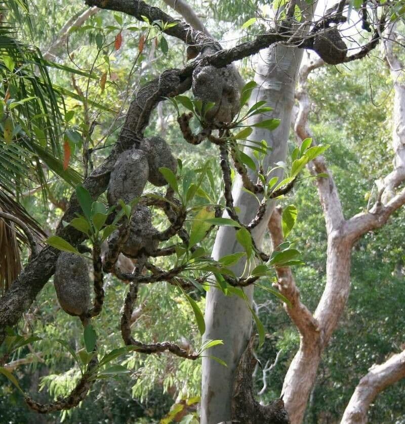 Myrmecodia 6